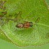 Meshweb weaver (male)