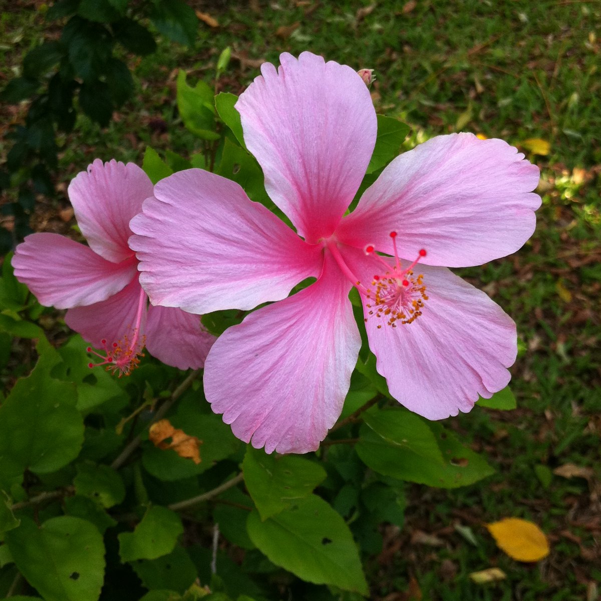 Chinese Hibiscus