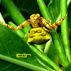 Thomisus Crab Spider ♀