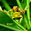 Thomisus Crab Spider ♀