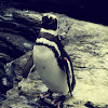 Magellanic Penguin