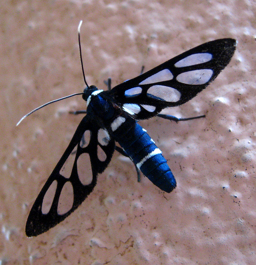 Black Wasp Moth