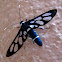 Black Wasp Moth