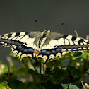 Old World Swallowtail