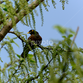 by Fahim Islam - Animals Birds