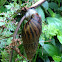 Giant African Land Snail