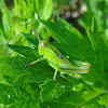 Northern Green-striped Grasshopper nymphs