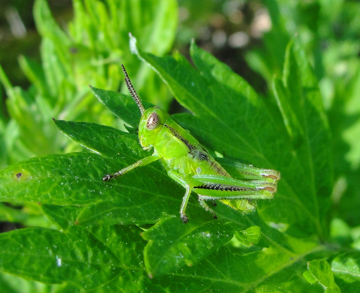 Northern Green-striped Grasshopper nymphs