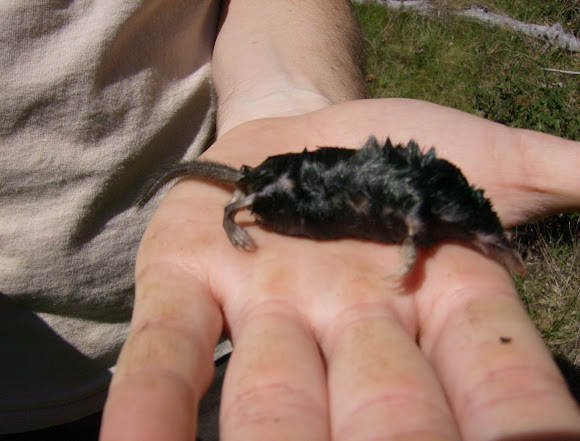 Neurotrichus Gibbsii