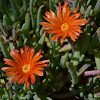 Unknown Iceplant