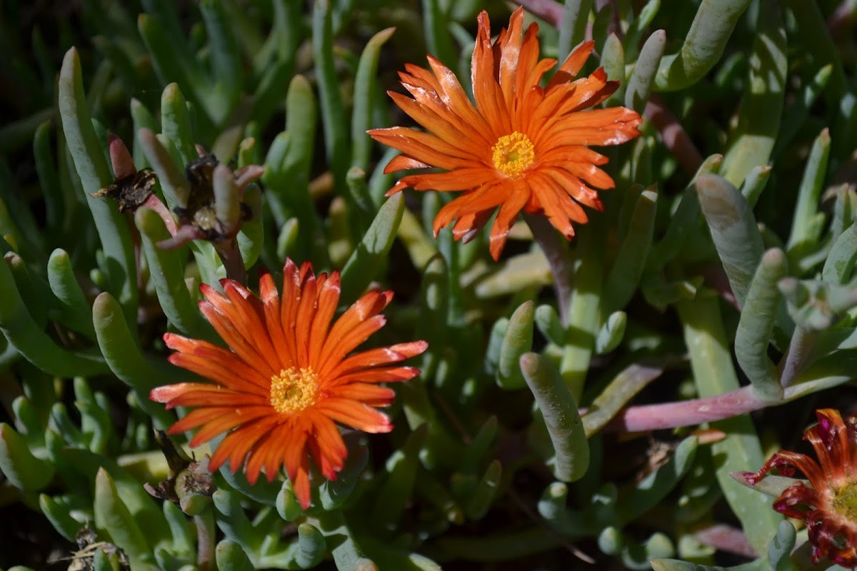 Unknown Iceplant