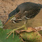 Green Heron