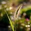 grass(common grass plant)