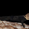 Amazon Thornytail Iguana