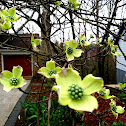 Flowering Dogwood