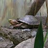 Mexican box turtle