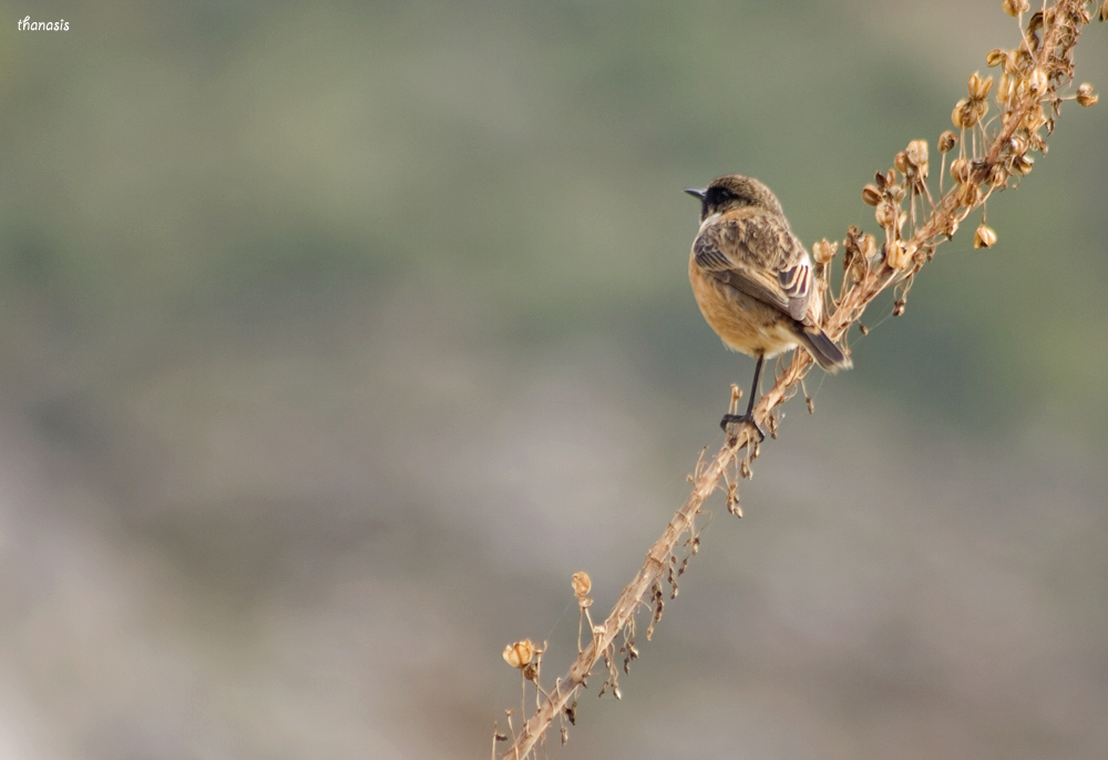 African stonechat
