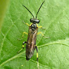 Common sawfly