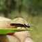 Gum nut leaf beetle