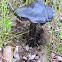 Black Mushroom