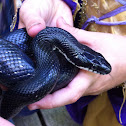 Eastern black rat snake