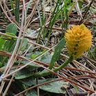 Orange milkwort wildflower