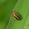 Palestriped Flea Beetle