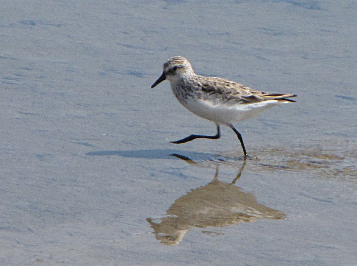 Semipalmated Sandpiper