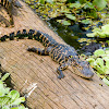 American Alligator