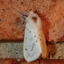 Agreeable tiger moth