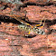Banded Pupa Parasite Wasp