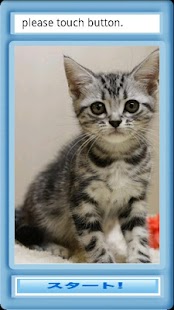 Free アメリカンショートヘアぱずる APK