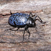 Blue fungus beetle