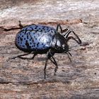 Blue fungus beetle
