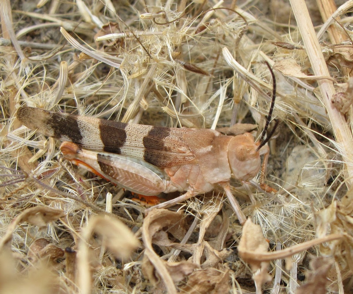 Three-banded Range Grasshopper