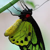Common Green Birdwing