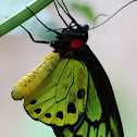 Common Green Birdwing