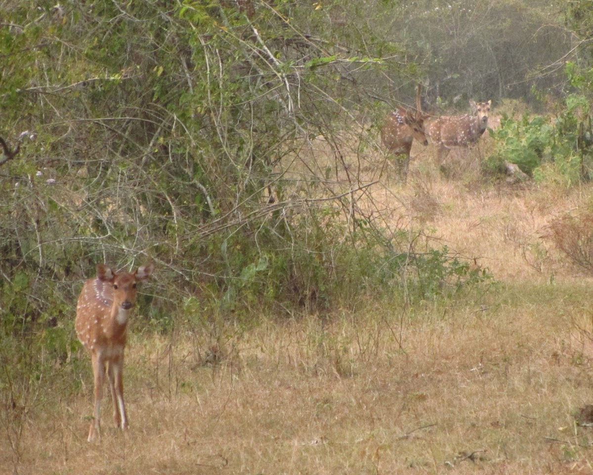 Chital (Spotted Deer)