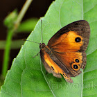 Orange bush-brown butterfly