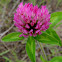 Red Clover