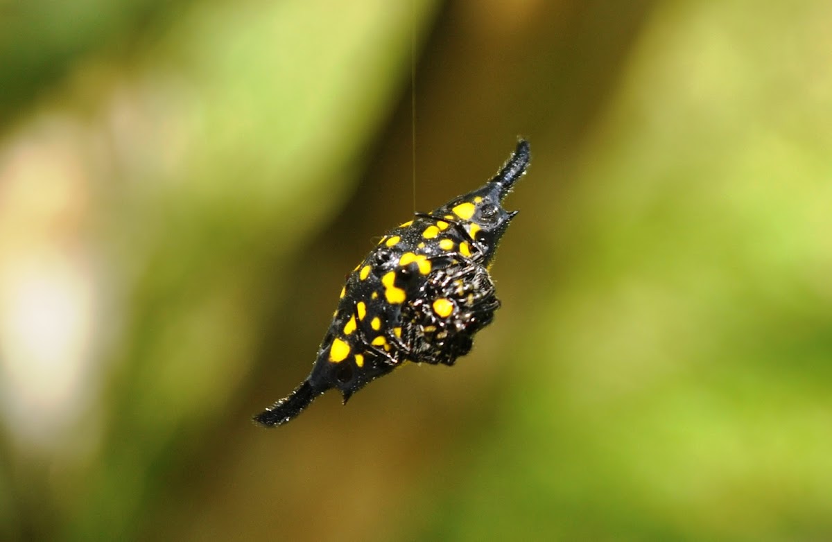 Yellow Horned Spider