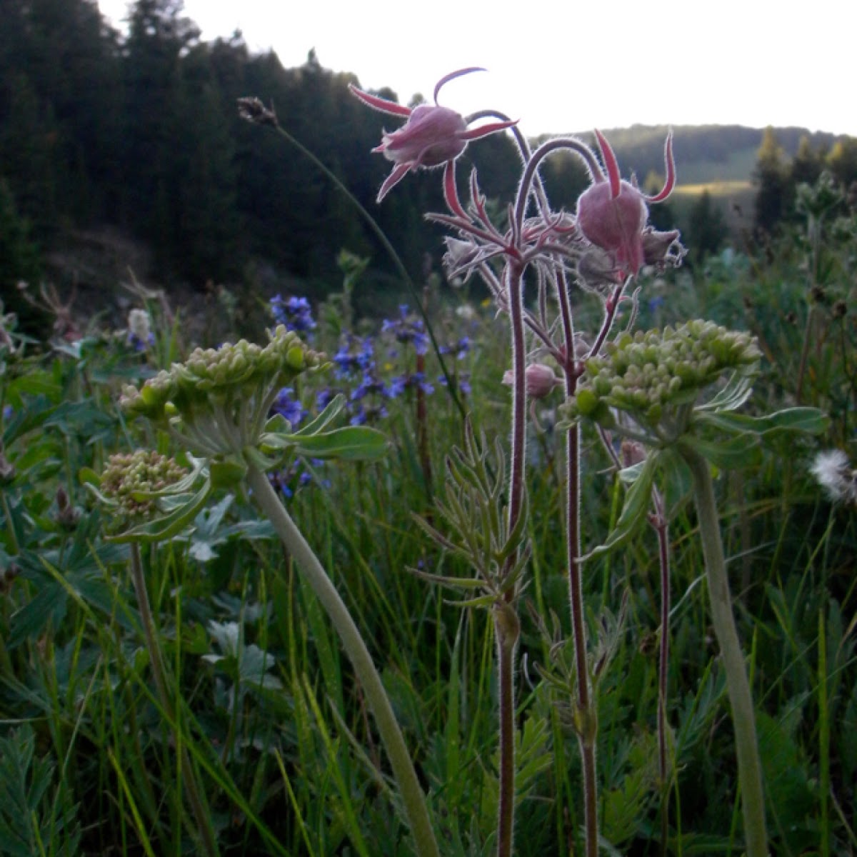 Indian paintbrush Project Noah