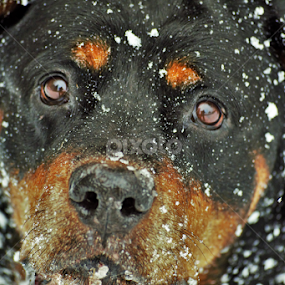 by Denise Johnson - Animals - Dogs Portraits