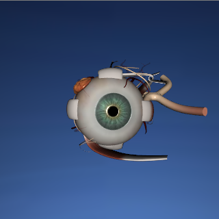 EON 3D Human Eye