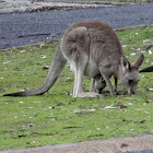 Eastern grey kangaroo