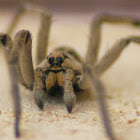 Carolina Wolf Spider