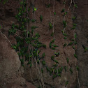 Dusky-Headed Parakeet