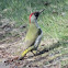 Green Woodpecker