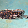 Green sea turtle (teenagers)