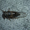 Cicada / Cvrčak